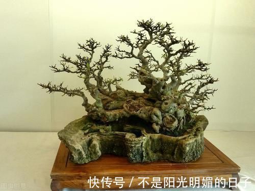 养护|养护盆景，几件犯忌的事不能干，干了任意一件，盆景不死也遭大难