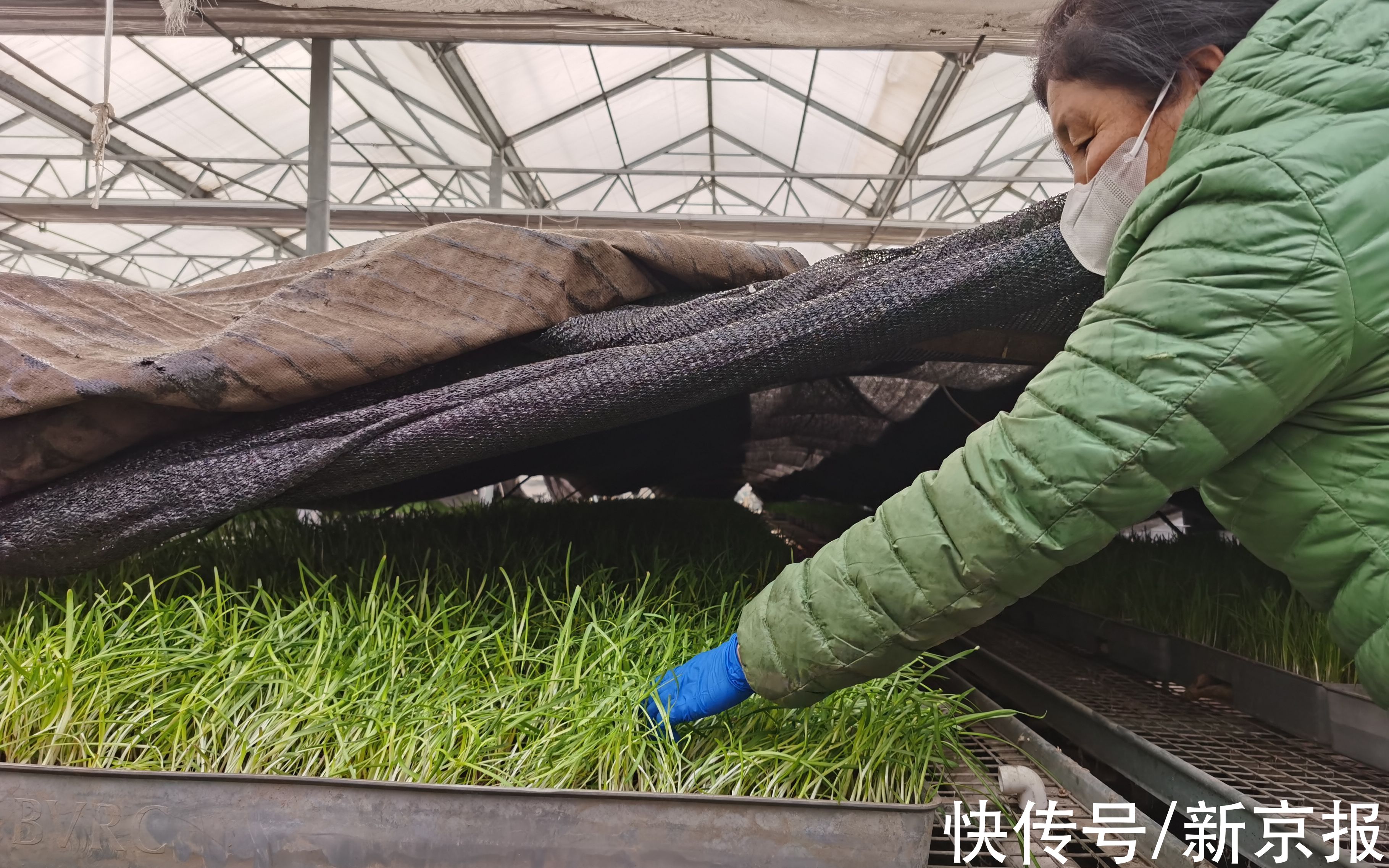 北京市农业技术推广站|消失近半个世纪的老北京青韭试种成功，还有这些老口味蔬菜复种