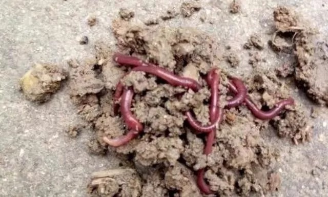 垂钓|蚯蚓钓鱼二十年,到现在才知,一半钓鱼人都忽视了这用法,包括你