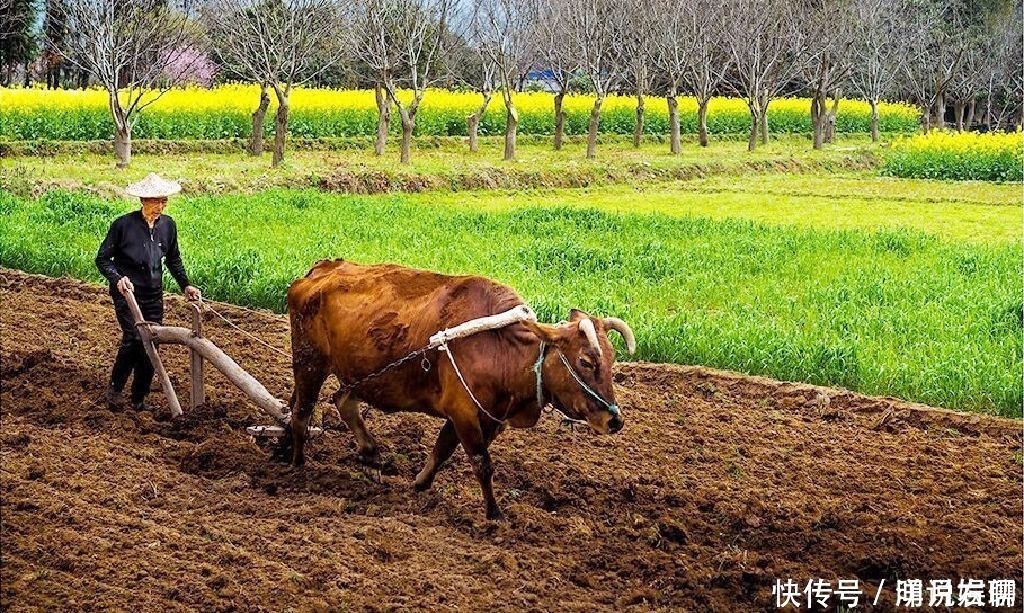 饿死|俗语“穷死不耕丈人田，饿死不进萝卜园”，啥意思？做人要有骨气