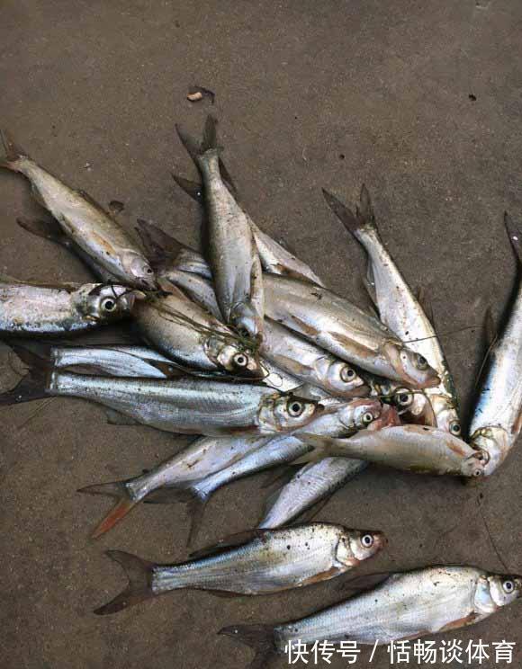 这几种昂贵鱼即将停口,再不钓要等明年,攻略分享