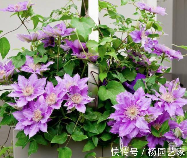 阳台也能养的5种爬藤花,养2年长3米,开出一面花墙,真壮观