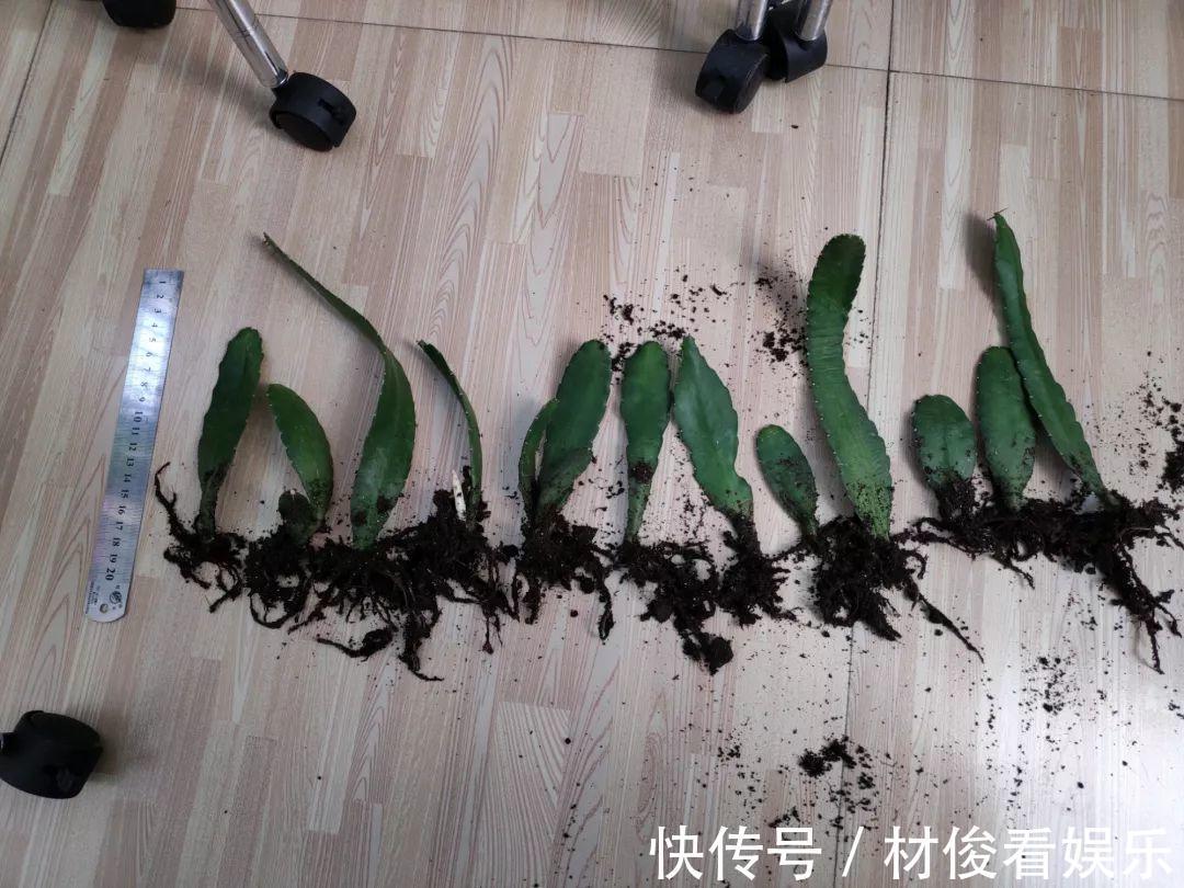 姜荷花|大爷养的“荷花”,窜的房顶高,垂下来变成花瀑布!