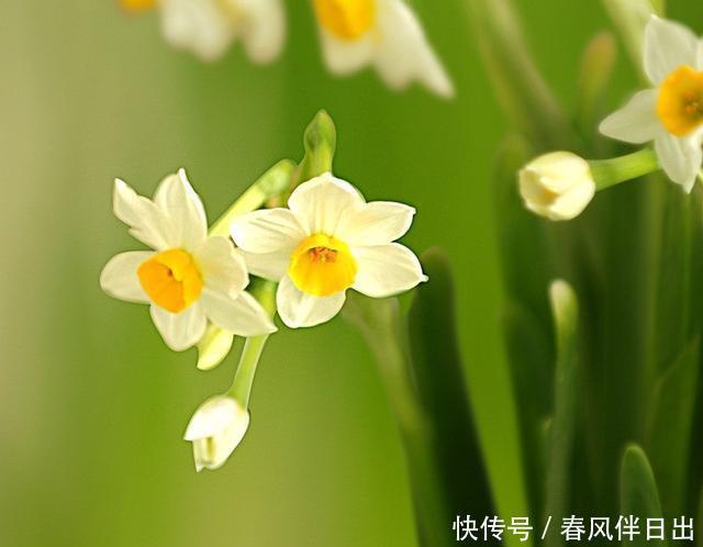  传统|此花所代表的是思念，也是深深的爱恋，是很传统的花卉