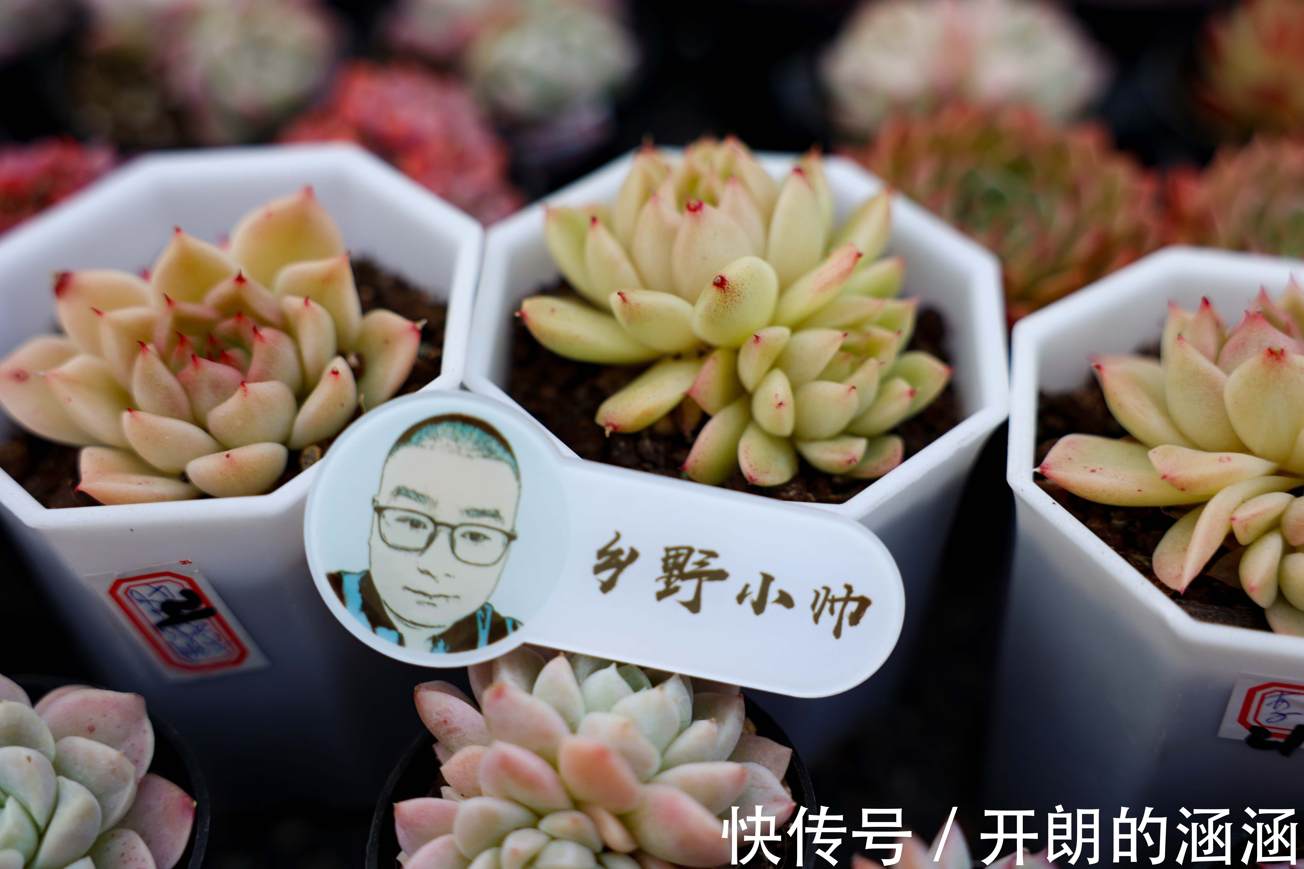 大棚新品盘点,蒂亚、福娘、侧影,冬天里的高颜值多肉