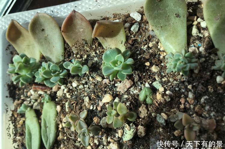 多肉叶插的时候叶片还没出根和出芽应该怎么弄?需要照射散光吗?