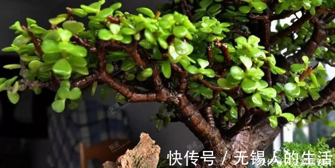 金枝玉叶修剪教程，剪下的枝条扦插，一盆变多盆