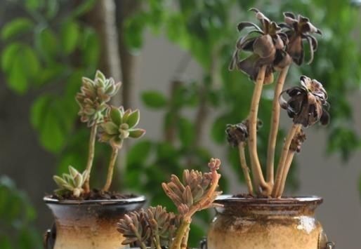 3种多肉,天热少浇水,养护成“老桩”,欣赏价值高