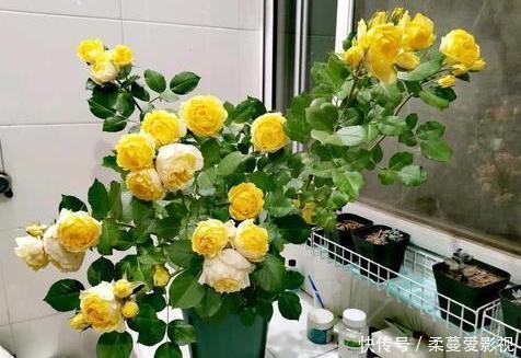 夏季浇花要慎重:用对3种''水''事半功倍,做错了后悔都来不及