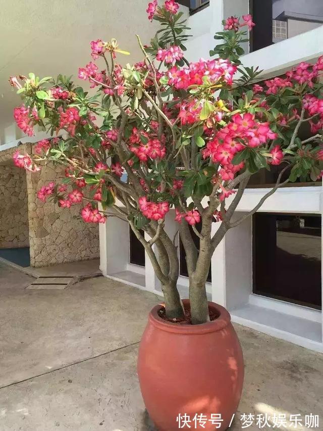 5种漂亮花，喜欢“穷养”，挤在破盆里，能养30年