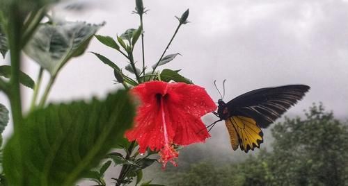  下雨|喜欢下雨天的8种花，下雨扔外面，越淋雨生长越旺盛，开花越多