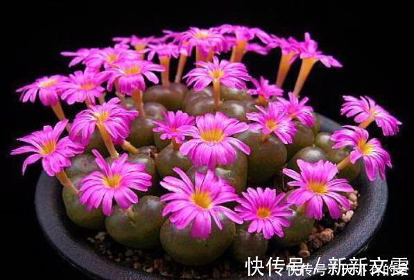 蟹爪兰|12月底买这5种花最合适,不仅能省钱,而且春节刚好开爆盆!