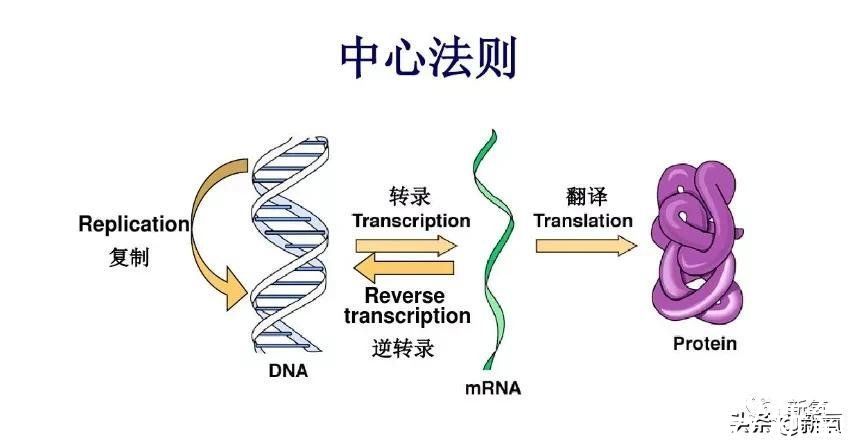 网红|10个网红9个专家，手把手教你如何毁容