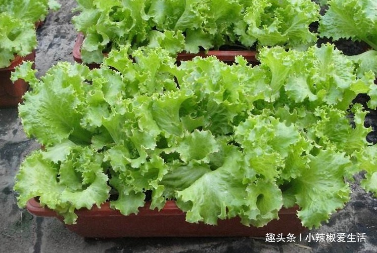 阳台别再只养花了,这4种蔬菜盆栽,不仅好看,还能吃又健康