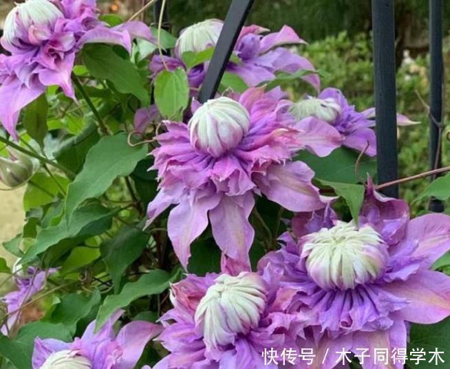 玛丽玫瑰|4种花被称为“开花王”,一开就是300天,特适合养家里