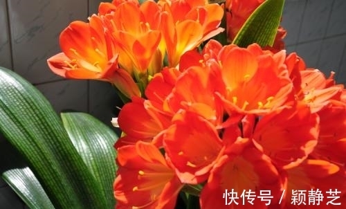 冬天养君子兰,掌握3个要点,顺利开花,叶片挺拔如折扇!