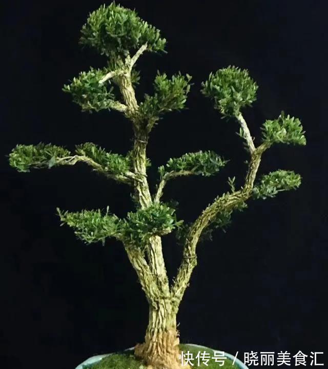 黄杨盆景美不胜收，制作黄杨盆景要注意哪些