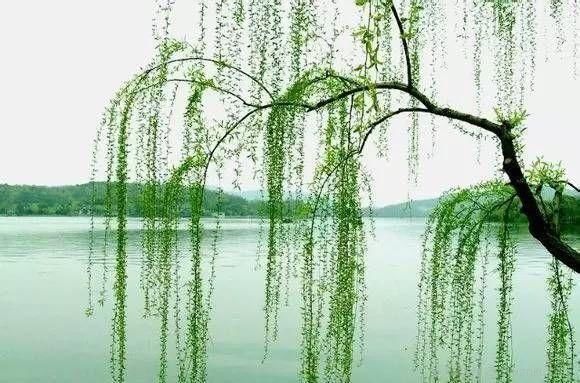 诗词|诗词:荷园依旧又熏风，飘飘路杳斜晖倦