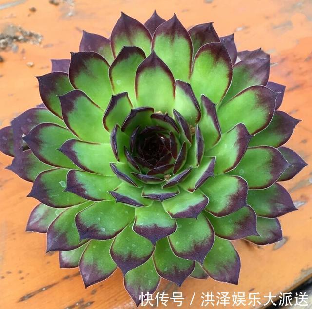 浇水|多肉观音莲在夏季换盆不生根几个小妙招，蹭蹭生根快易爆盆