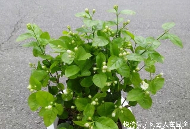 被称为有“医心”的3种花,“养人”又养气,老中医们也爱养