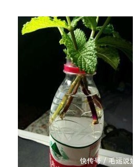 以下花根本不用买,落地生根,1片叶子就是1盆花!