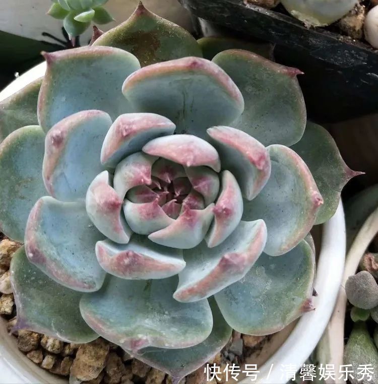 90后川妹子的“丑肉”逆袭记！时光不弃，多肉常在！