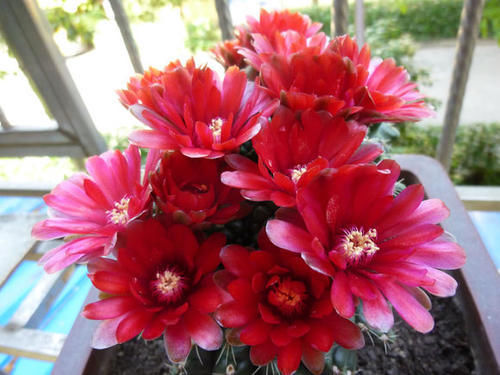 发财树|怕水的“5种花”,再喜欢也别乱浇水,浇“错”就烂根黄叶