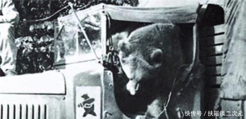 炮弹|二战唯一有军衔的棕熊：在前线扛炮弹，退伍后抽烟喝酒活得很滋润