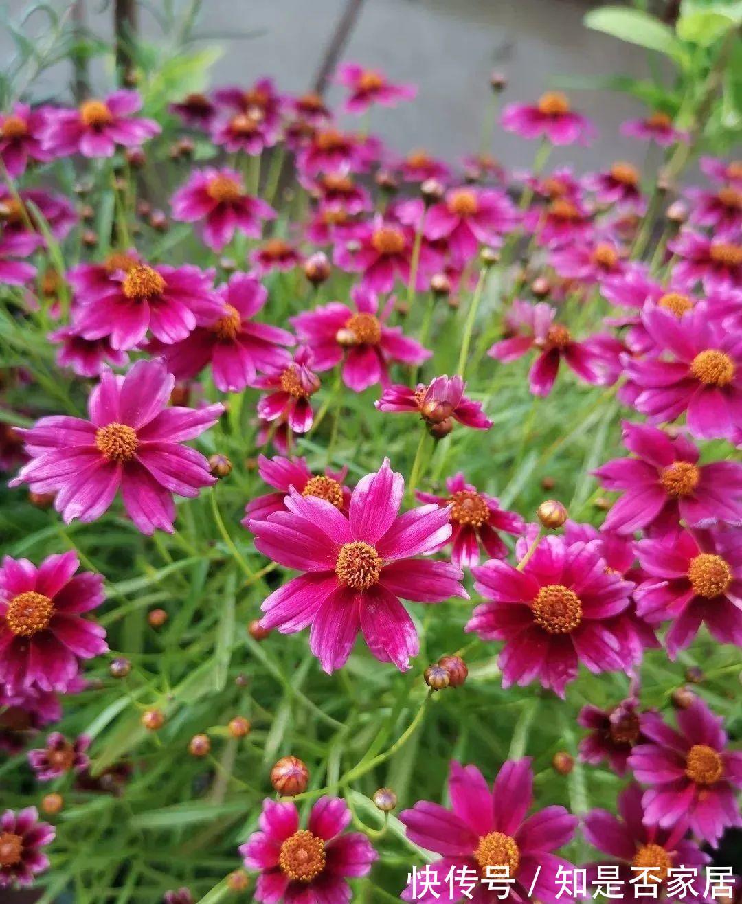 长春花|6种“小草花”，满院子疯长开花，不怕高温，不怕脚踏，折腾不死