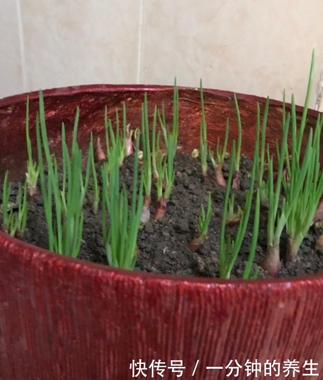 花盆种葱很简单,用1个技巧,一年四季郁郁葱葱,种阳台随吃随摘!