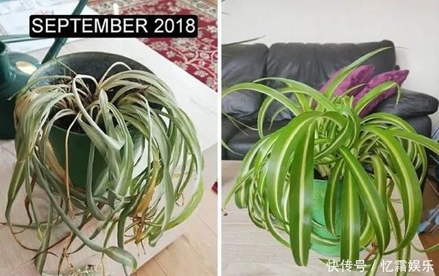 快枯死的绿植在大神手下起死回生,对比图超治愈又励志哇