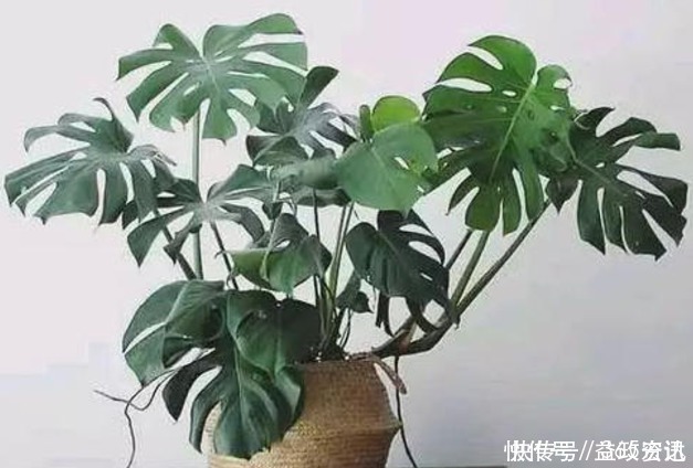 这些花草别再放家养，当初家人吃过亏，最后全部都扔了