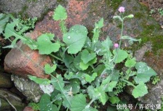 农村|农村常见的一种野草,人称“羊蹄草”,味道似茼蒿,很美味