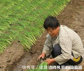 菜农|香葱买多了该如何保存菜农教你这一招,放半年香葱都不坏