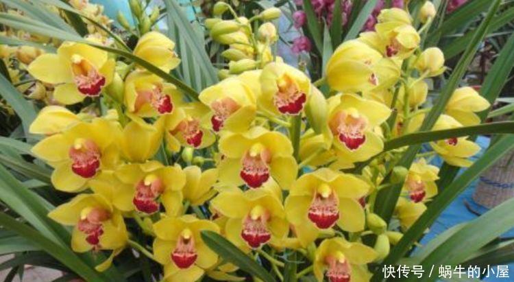 最火爆的4种花,一开就是200天,满树都是花朵,漂亮极了