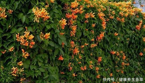 这几种花养在墙角最合适,顺着墙开花成海,盛夏也极美!