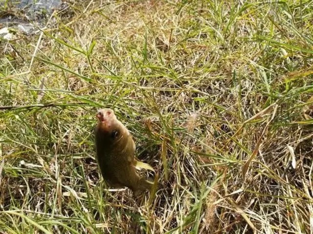 冬季鱼难钓，关键步骤是如何打好窝，往往有意想不到的收获