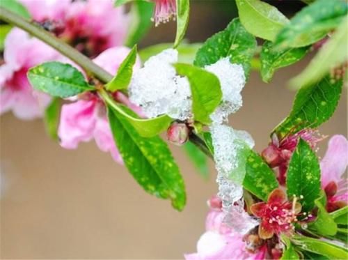  开春|俗话说“大雪不冻倒春寒”，大雪时节来临，明年开春天气怎样？