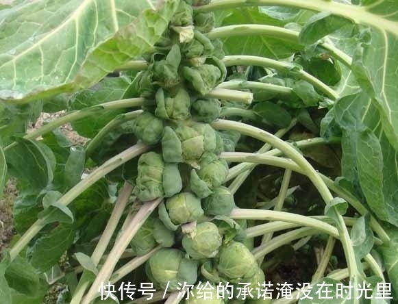 卷心菜|日本田间发现隐秘“小叶球”,能抗癌防老,价格不菲,市面上罕见