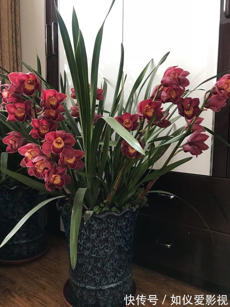 爆盆|家里阳台养此款花，新手也能养爆盆，满屋子飘香，漂亮又好养！