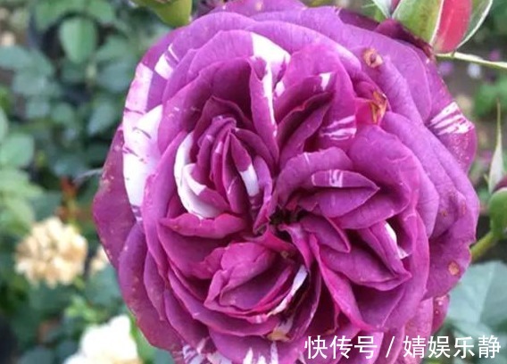 无机肥|月季难开花,注意这1个“关键点”,促根又促花,花开才不会少