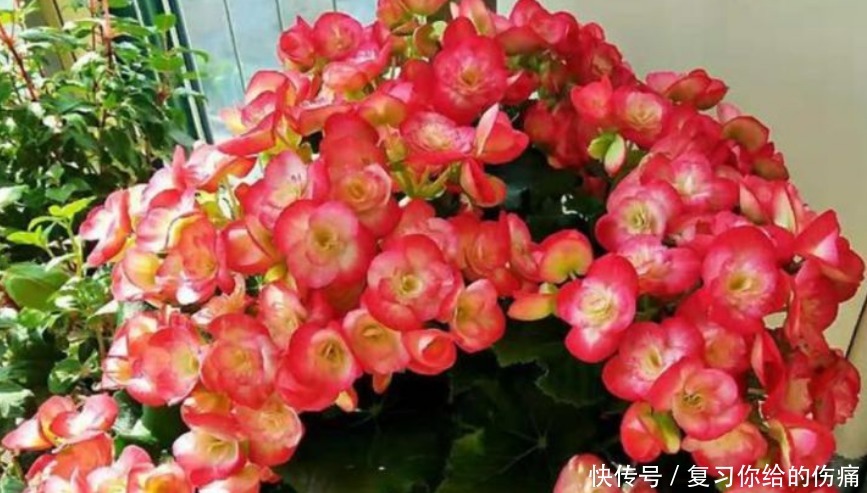 倾国倾城|1种花美得倾国倾城，叶美花更美，四季开花不断，随便一养就爆盆