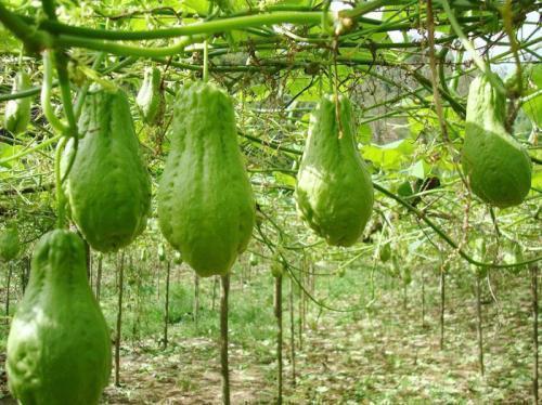 不育症|此菜是个宝,看见再贵也要买,不管男女都有好处,早知早受益