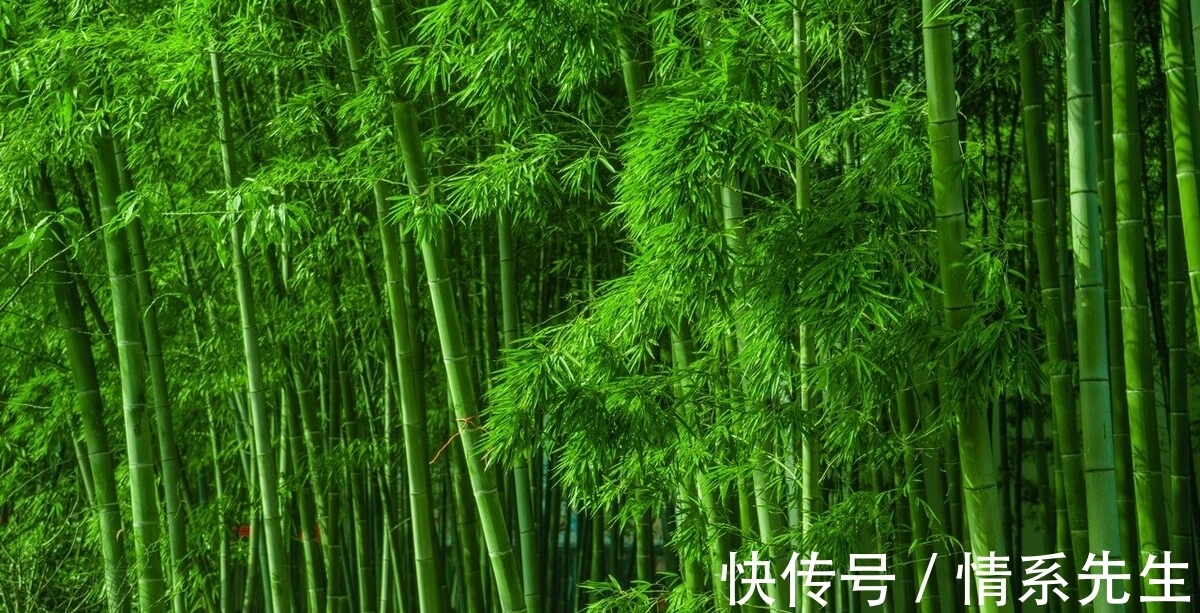 王徽之|清风在竹林,送你三首咏竹古诗,领略诗人高尚情怀