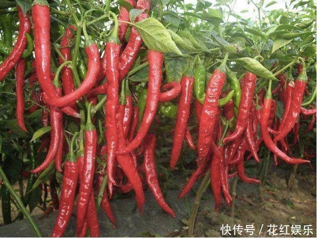 韭菜和大蒜|农村俗语“葱韭蒜,莫见面;辣对辣,叶不发”啥意思老话在理吗