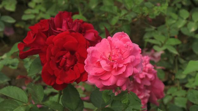 天气暖和最适合扦插,这2种花,掐个“嫩”枝头就能活!