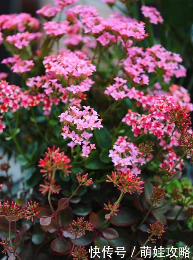 白晶菊|聪明人都在养的五种花，花期长、寓意好，花开一簇簇，好看极了！