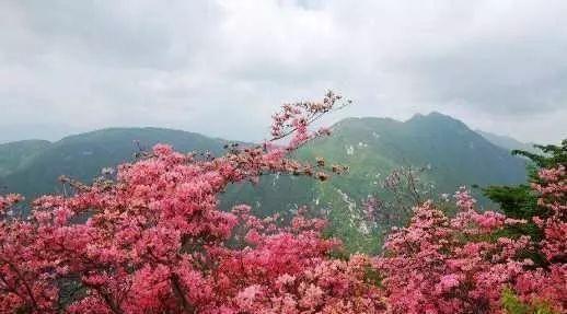 丫鬟|红楼梦中,有一位丫鬟的名字,早已预示林黛玉的悲剧命运