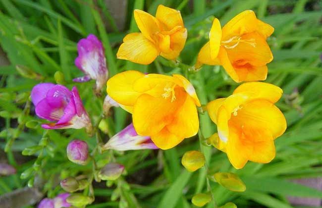 香雪兰花量大，养护简单，室内养一盆，香气浓郁，充满浪漫的气息