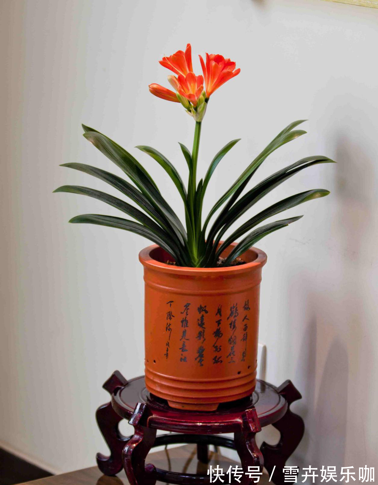 天热需要“睡觉”的四种花,“断粮”少水的穷养,长得更好